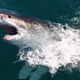Illustration for article titled This Weeks TV: The Bloody Awesome Power of Shark Week! Plus 5 Season Finales!